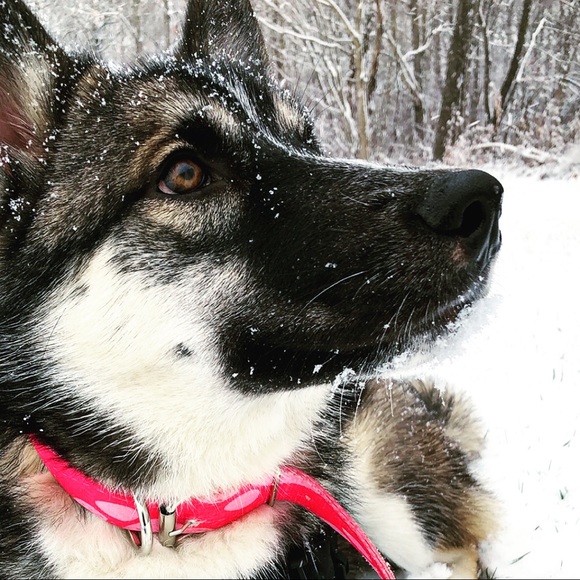 Meet your Posher, Indigo Raine - Picture 13 of 15